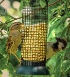 At the Feeder..jpg