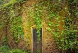 Just like the Ivy on the old garden wall..jpg