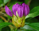 Ready to Bloom..jpg