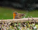 Robin taking a Bath.jpg