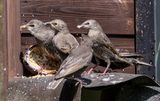 Young Starling Family.jpg