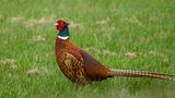 A Plesant Pheasant came to Visit..jpg