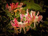 Growing among the holly.jpg