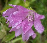 Morning Dew.jpg