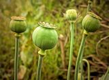 Poppies ready to seed.jpg