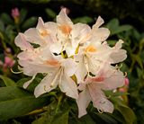 Rhododendron.jpg