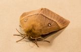 Moth.jpg