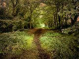 Forest Path.jpg
