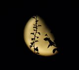 moon through climbimg plants.jpg