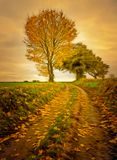 Autumn Leaves.jpg