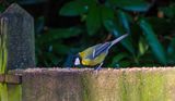 hanging on to the fence while feeding.jpg