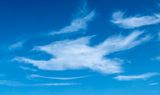 A big bird in the sky.jpg