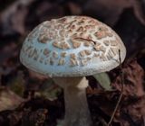 Fungus 2.jpg