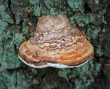 Fungus 5.jpg