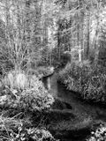 Infrared Stream..jpg
