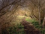 The Path..jpg
