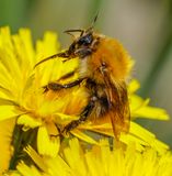 Drunk on Nectar.jpg