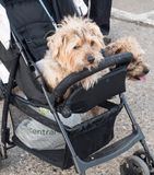 It`s a dogs life..jpg
