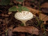 Pretty fungus.jpg