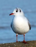 Pretty Gull.jpg
