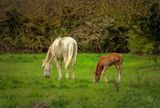 Mother and Child..jpg