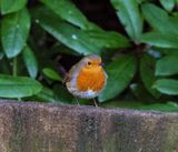 The Red Red Robin comes Bob Bob Bobbing Along.jpg