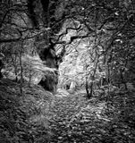 The old tree in infrared.jpg