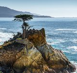 Lone Cypress Tree on 17 Mile Drive in California.jpg