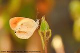Common Orange Tip<br><i>Colotis evenina sipylus</i>