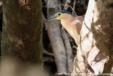 Nankeen Night Heron<br><i>Nycticorax caledonicus australasiae</i>