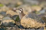 Dark-Bellied Cinclodes<br><i>Cinclodes patagonicus chilensis</i>