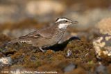 Dark-Bellied Cinclodes<br><i>Cinclodes patagonicus chilensis</i>
