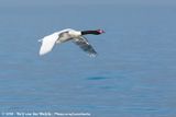 Black-Necked Swan<br><i>Cygnus melancoryphus</i>