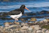 Magellanic Oystercatcher<br><i>Haemotopus leucopodus</i>