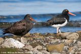 Blackish Oystercatcher<br><i>Haematopus ater</i>