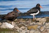 Magellanic Oystercatcher<br><i>Haemotopus leucopodus</i>