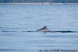 Chilean Dolphin<br><i>Cephalorhynchus eutropia</i>
