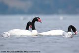 Black-Necked Swan<br><i>Cygnus melancoryphus</i>