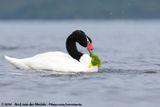 Black-Necked Swan<br><i>Cygnus melancoryphus</i>