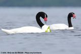 Black-Necked Swan<br><i>Cygnus melancoryphus</i>