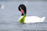 Black-Necked Swan<br><i>Cygnus melancoryphus</i>