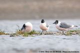 Franklins Gull<br><i>Leucophaeus pipixcan</i>