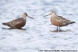 Hudsonian Godwit<br><i>Limosa haemastica</i>