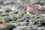 Rufous-Chested Plover<br><i>Zonibyx modestus</i>