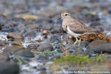 Rufous-Chested Plover<br><i>Zonibyx modestus</i>