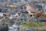 Rufous-Chested Plover<br><i>Zonibyx modestus</i>