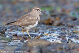 Rufous-Chested Plover<br><i>Zonibyx modestus</i>