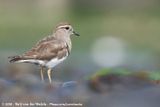 Rufous-Chested Plover<br><i>Zonibyx modestus</i>