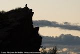 Chacma Baboon<br><i>Papio ursinus ursinus</i>