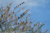 Red-Billed Quelea<br><i>Quelea quelea lathamii</i>